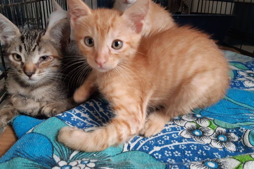 Kat-astrofe: 3 blev til 120