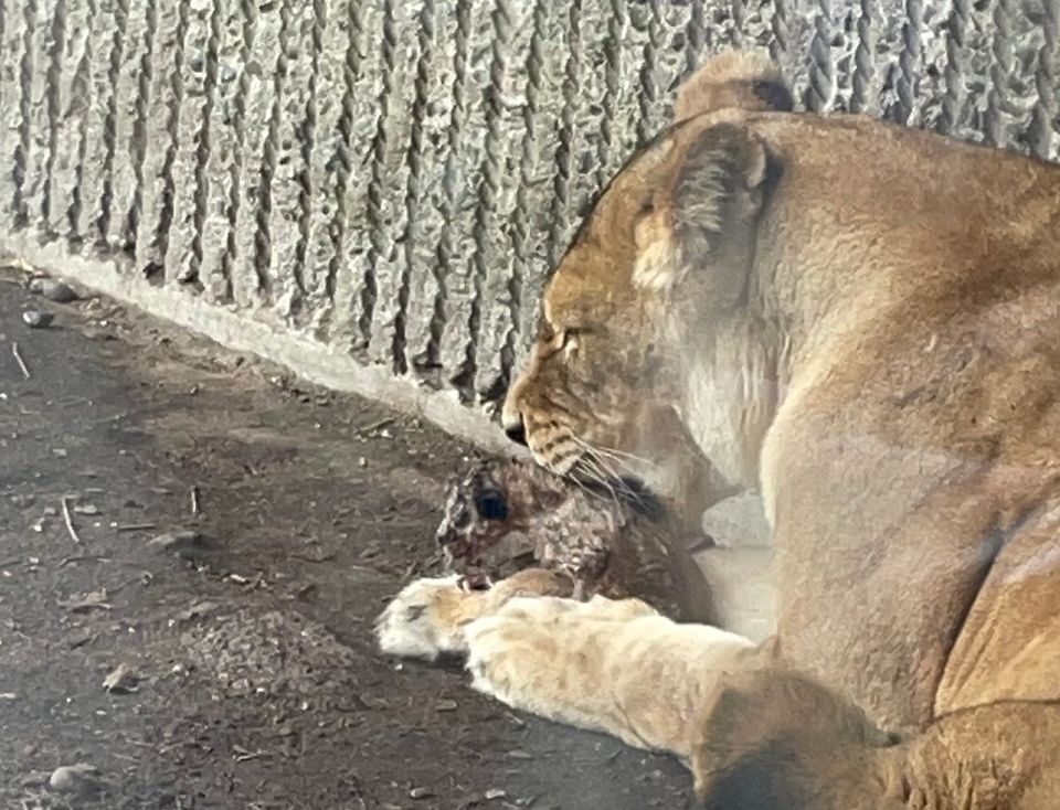 Scene i løveburet overraskede alt og alle: Nu er der nyt fra København Zoo