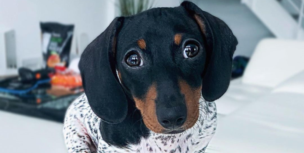 Mød Moo: Den unikke hund med hoved som en gravhund og krop som en dalmatiner