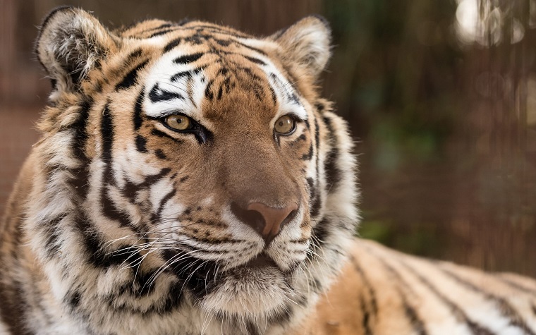 Siger farvel til Luna: Dansk zoo afliver tiger
