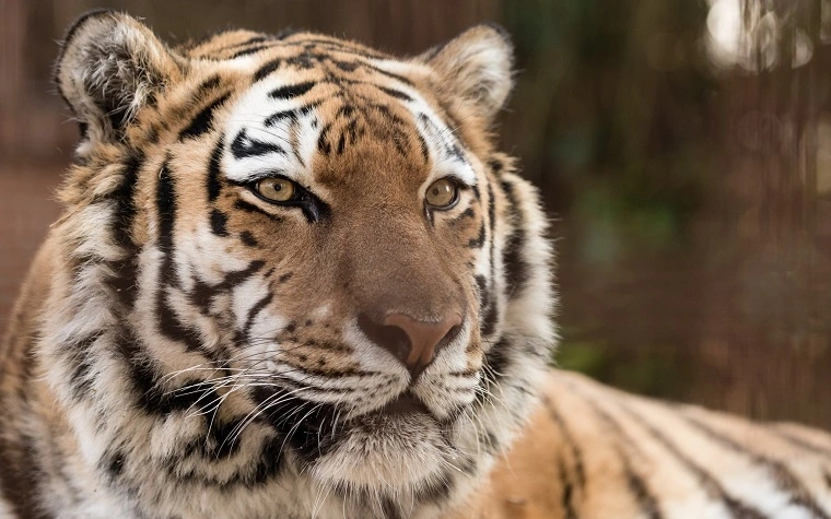 Siger farvel til Luna: Dansk zoo afliver tiger