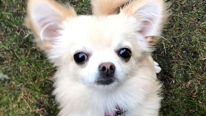 Skrækslagen hundeejer ser til: Rovfugl griber fat i chihuahuaen Emma