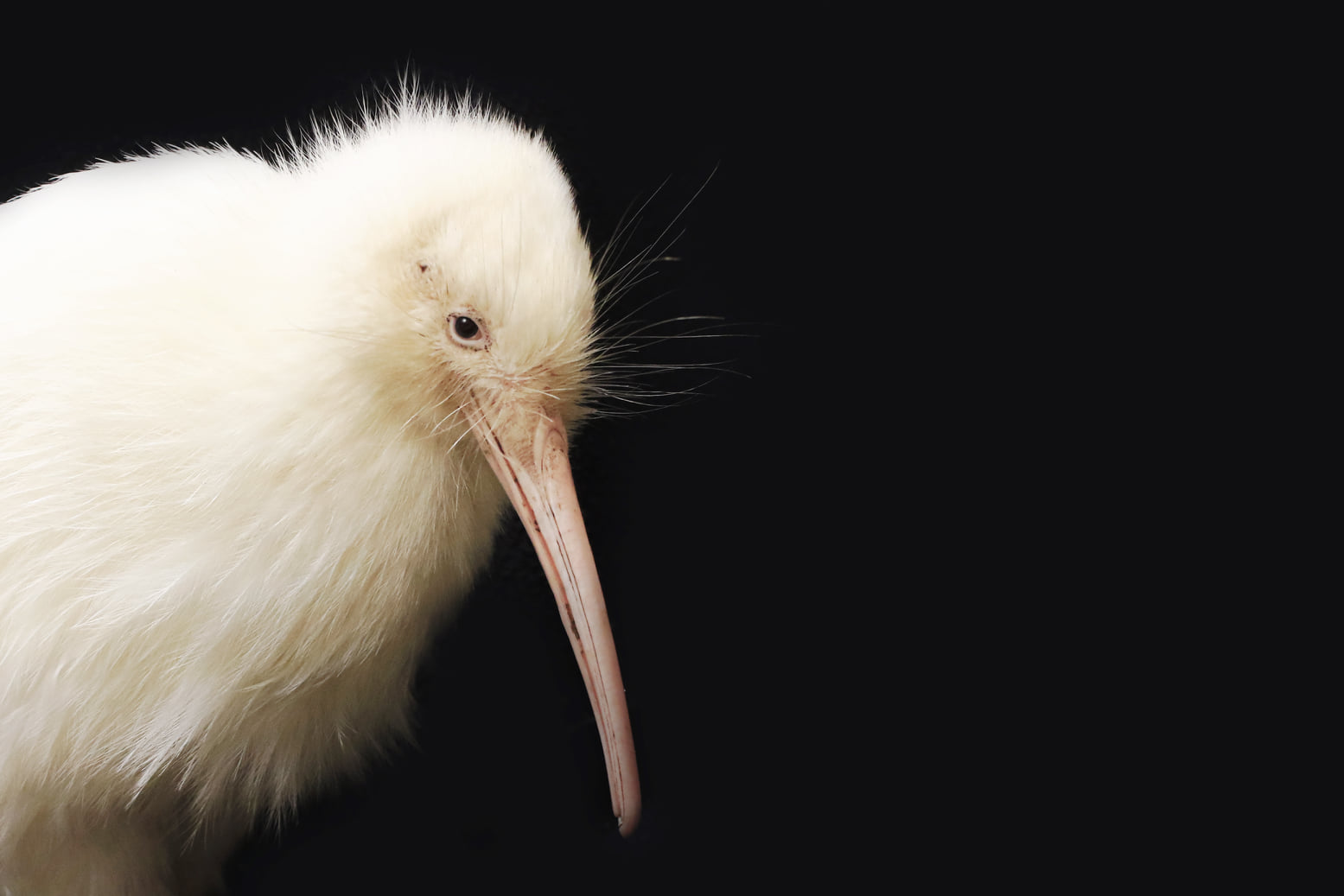 Sjælden og populær fugl dør efter tur på operationsbordet