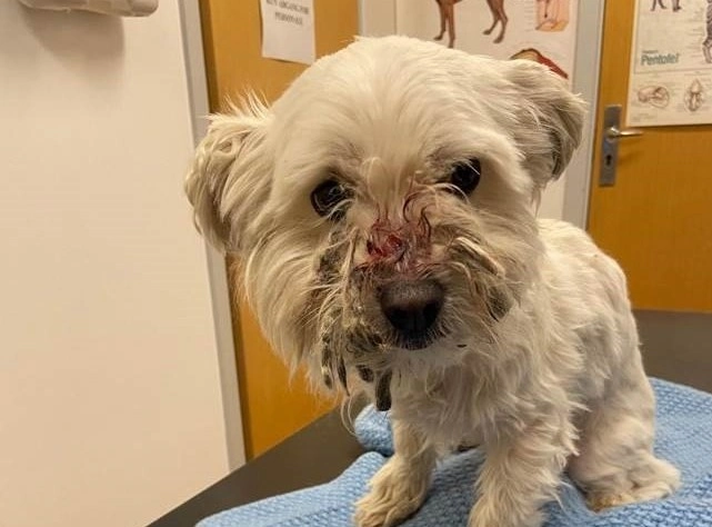 Blodig og alene: Finder lille hund i vejgrøft