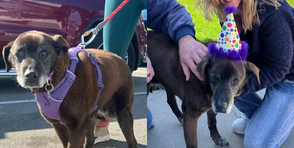 Hunden Fiona har tilbragt 11 år på et dyreinternat: Nu har hun omsider fundet et kærligt hjem