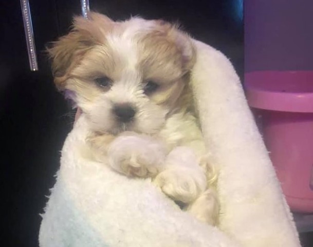 Melissa i stor sorg: Fremmed finder hendes efterlyste hund – og stjæler den