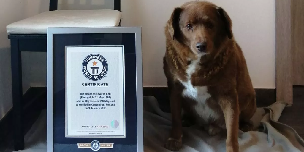 Chok! Verdens hidtil ældste hund har fået frataget sin titel