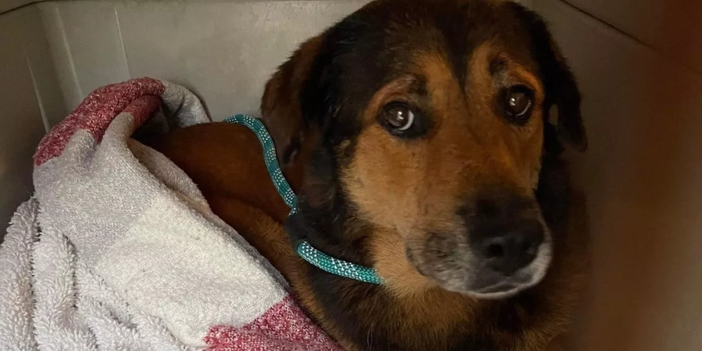 Hund venter udenfor ejers hus i flere uger: Det knuser dit hjerte, når du finder ud af hvorfor
