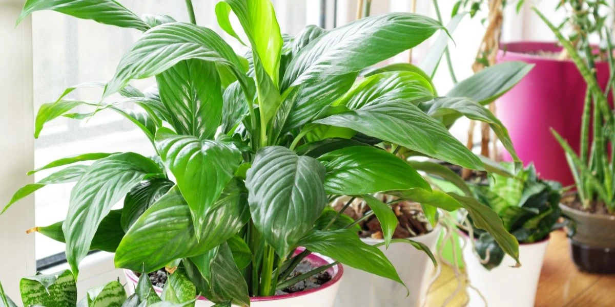 Drop disse 6 populære planter – de visner med det samme