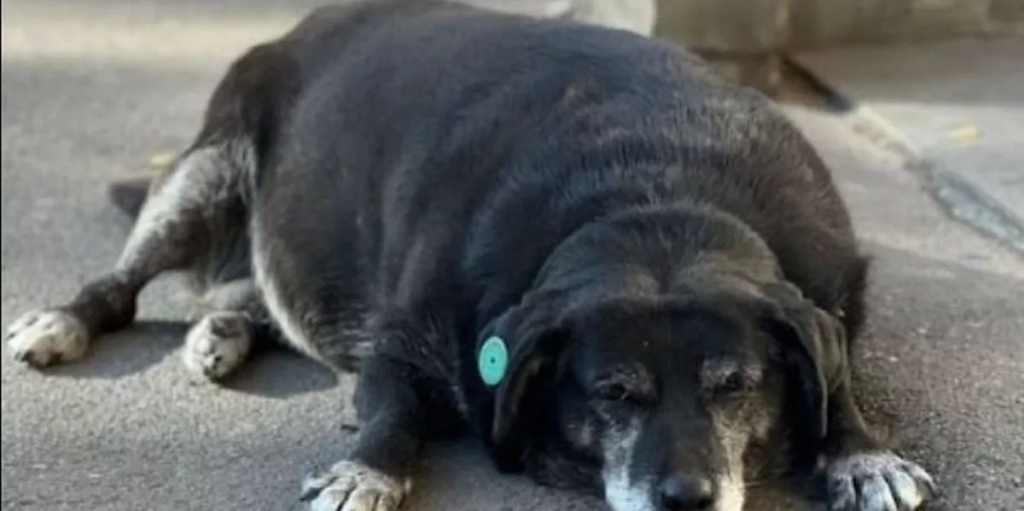 Herreløs hund er blevet et vartegn på Google Maps: Så mange stjerner får den