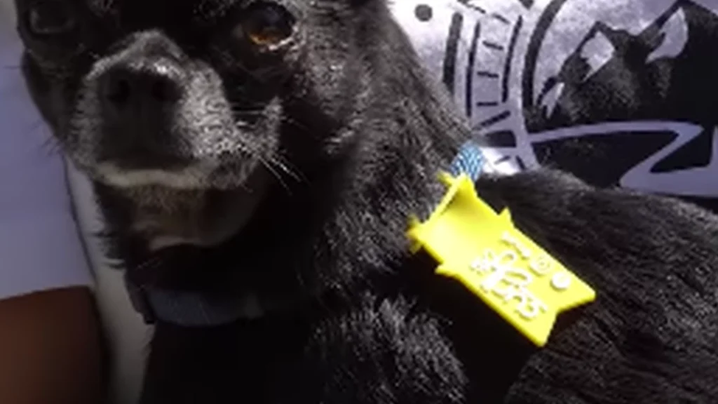 Flere danske hunde bærer en gul sløjfe: Her er forklaringen