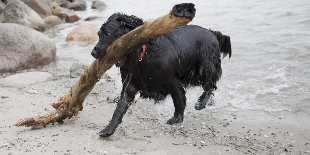 Chris’ hund døde 3 dage efter en tur på stranden: Nu advarer han andre