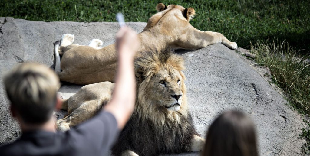 Odense Zoo viser løveunger frem for første gang i flere år: Du smelter, når du ser dem