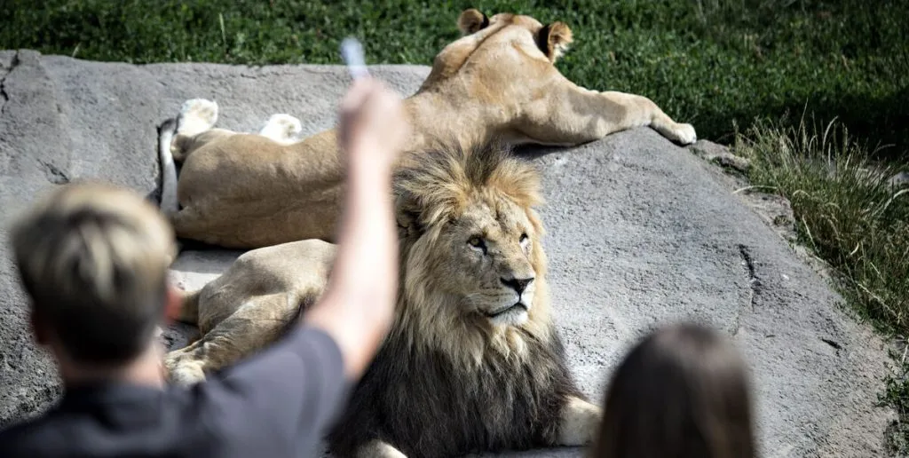 Odense Zoo viser løveunger frem for første gang i flere år: Du smelter, når du ser dem