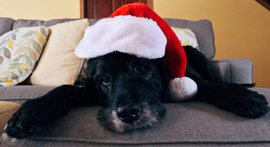 Skift julemad og chokolade ud med tyggeben og lange gåture: Gode tips til en sikker hunde-jul