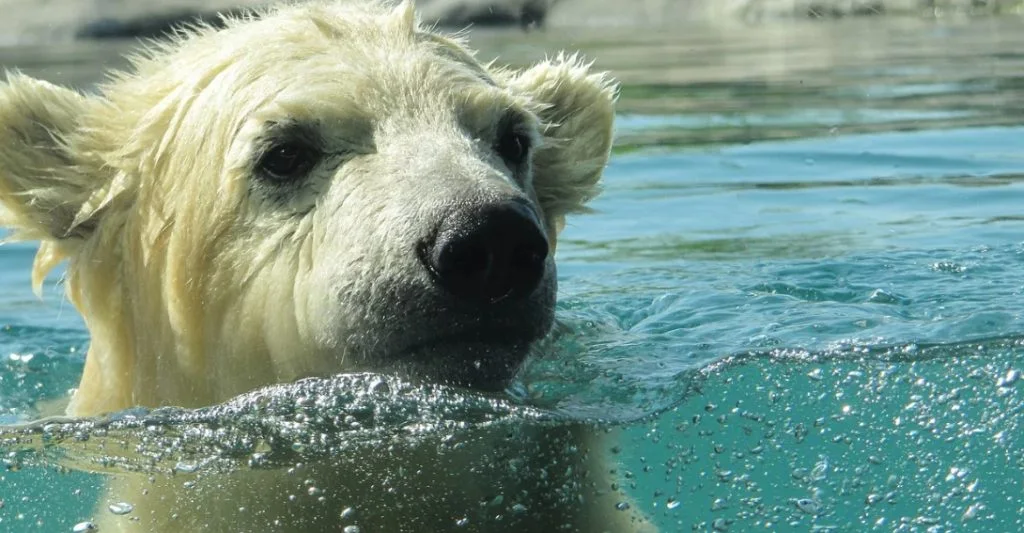 Fantastisk: Endnu en isbjørneunge født i dansk zoo