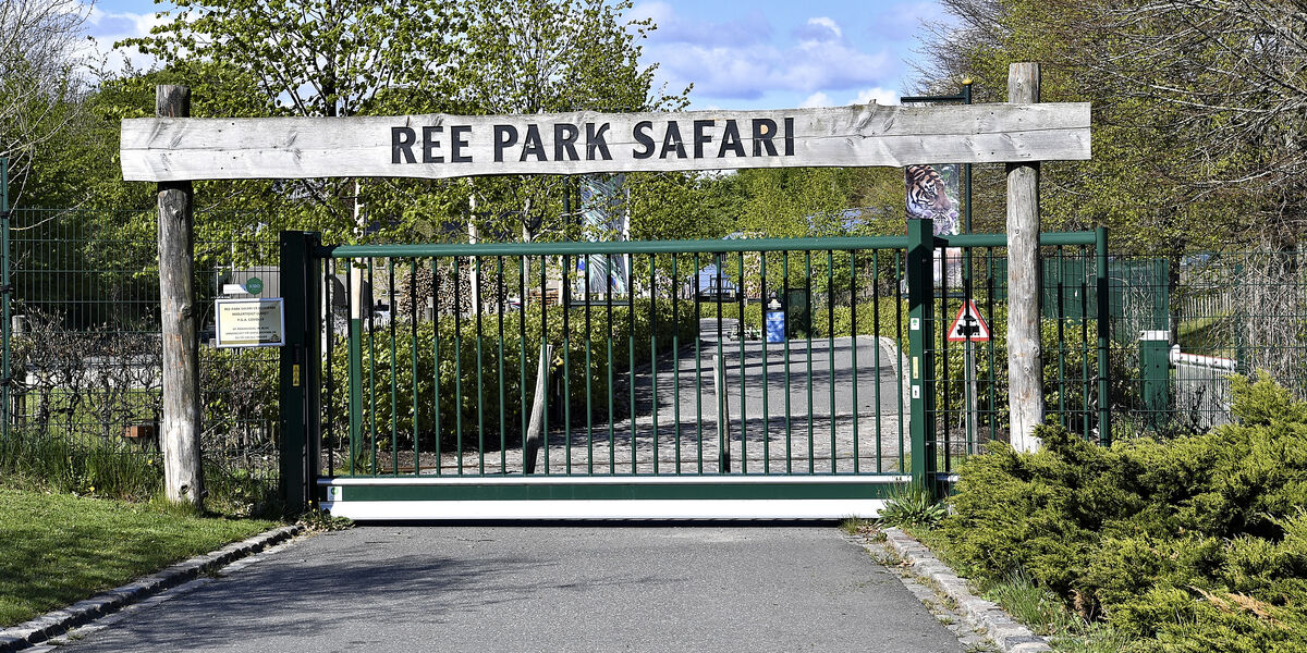 Ree Park med trist meddelelse: Ulv aflivet efter stor tragedie