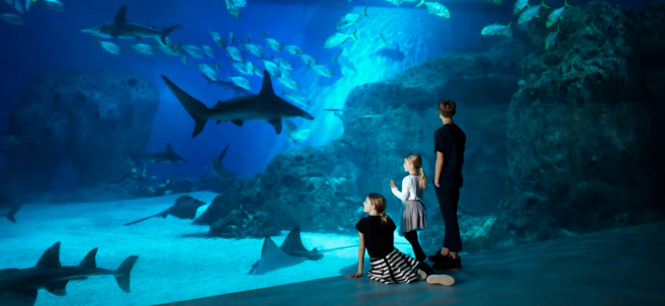 Beder om hjælp til at købe foder: Dansk zoo kæmper for at overleve