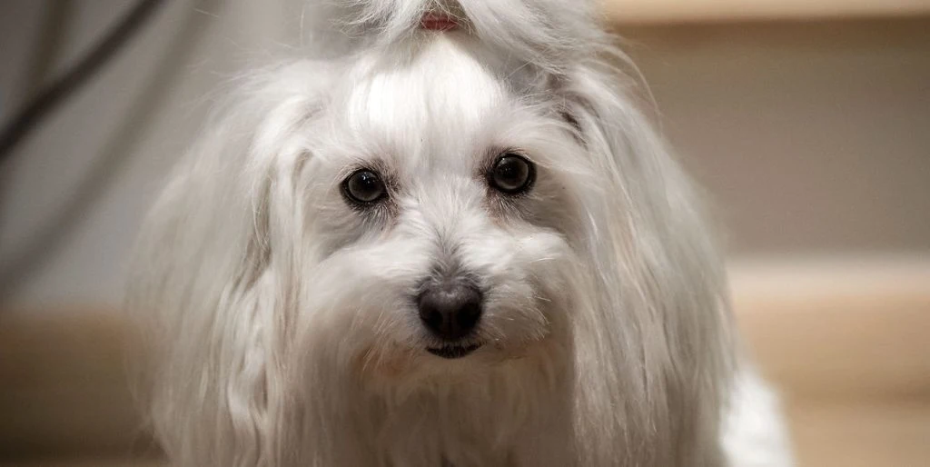 Hundesygdom spreder sig med lynets hast – nu advarer dyreklinik