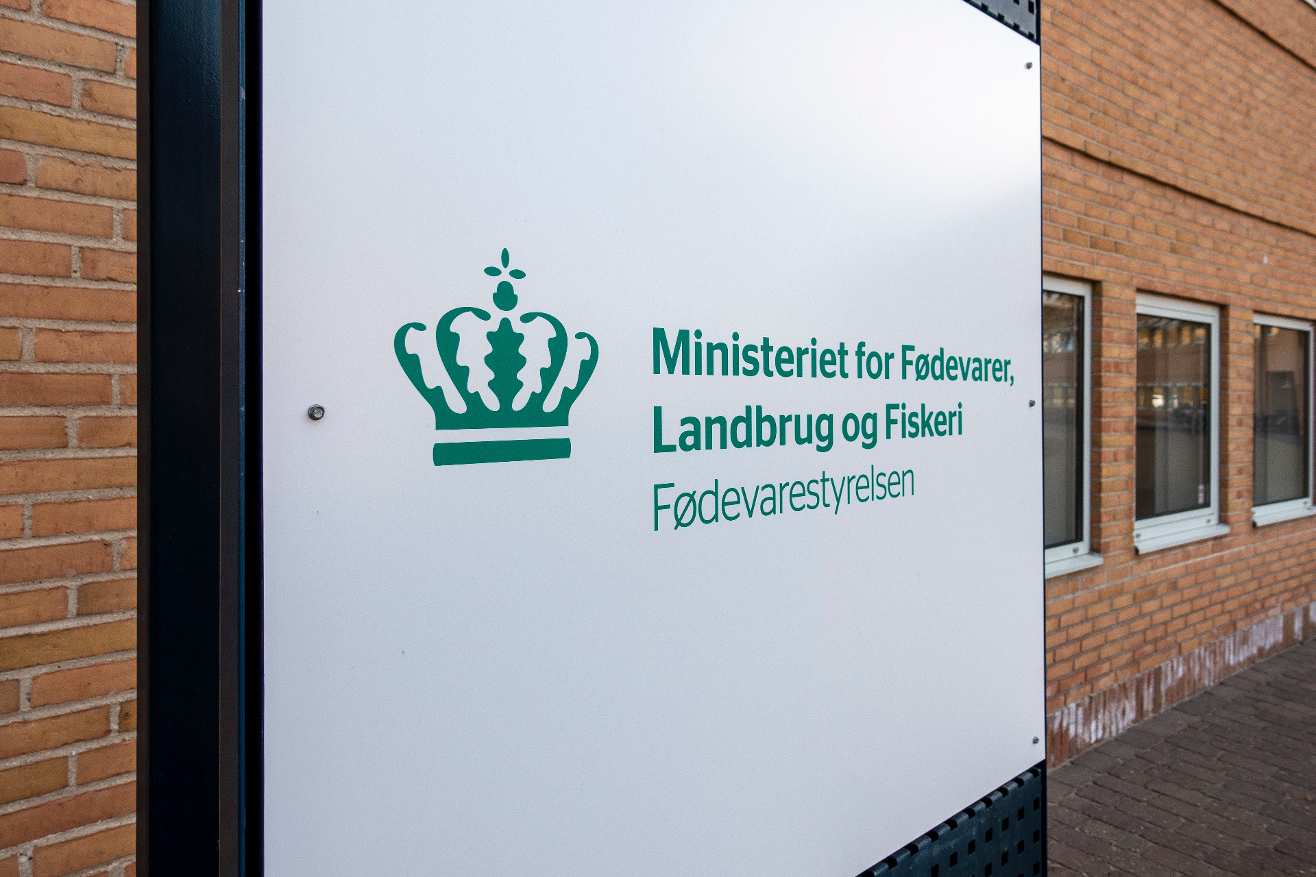 Trods udbrud af mund-og klovsyge i Tyskland: Lav risiko i Danmark