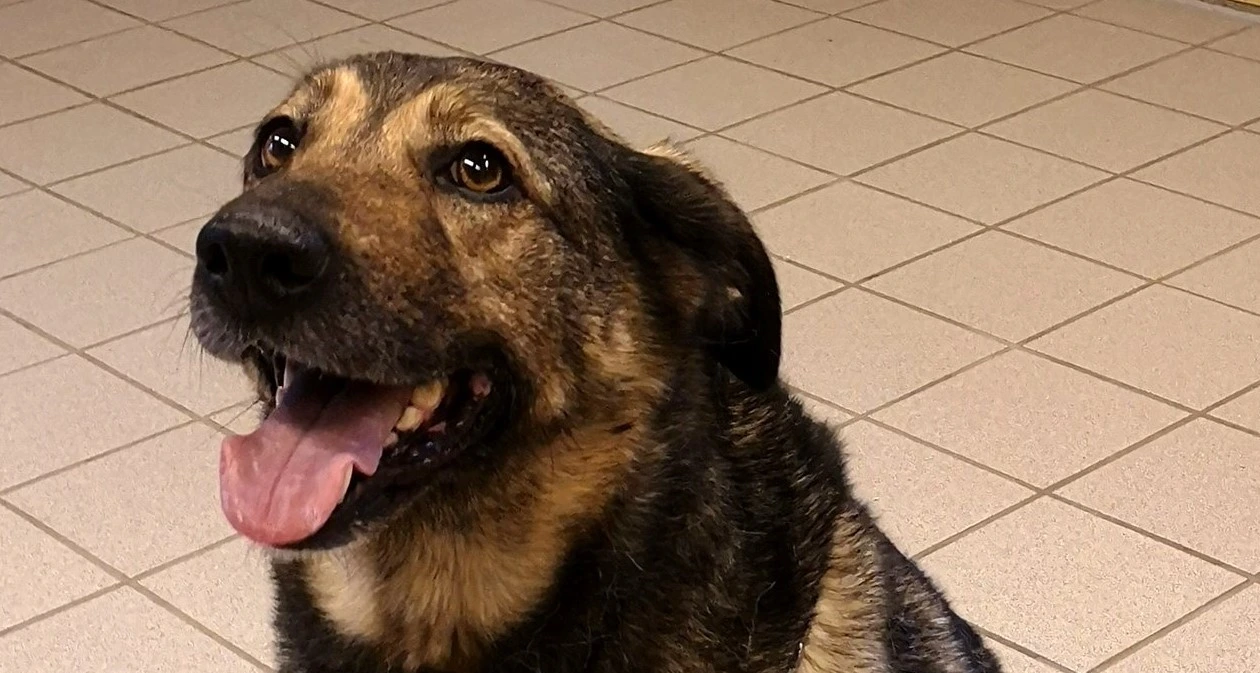 Forsvundet hund søger sin familie: Ved du, hvor den hører til?