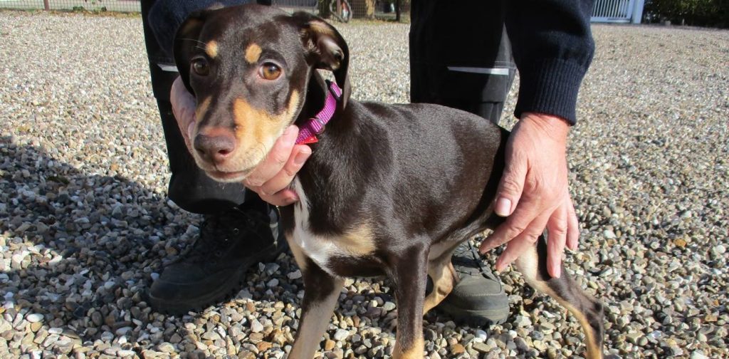 Sød pinscher savner sin ejer