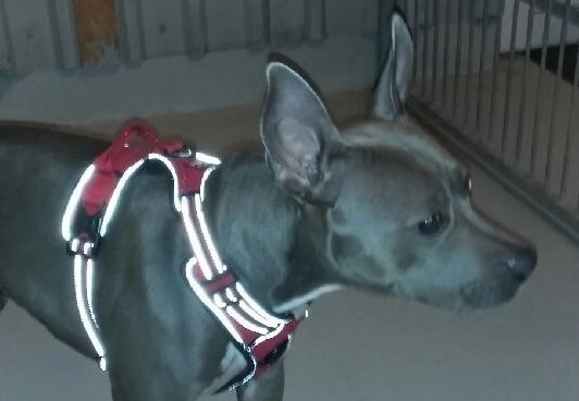 Hvide poter og oprejste ører: Hund strejfer alene rundt på gaden