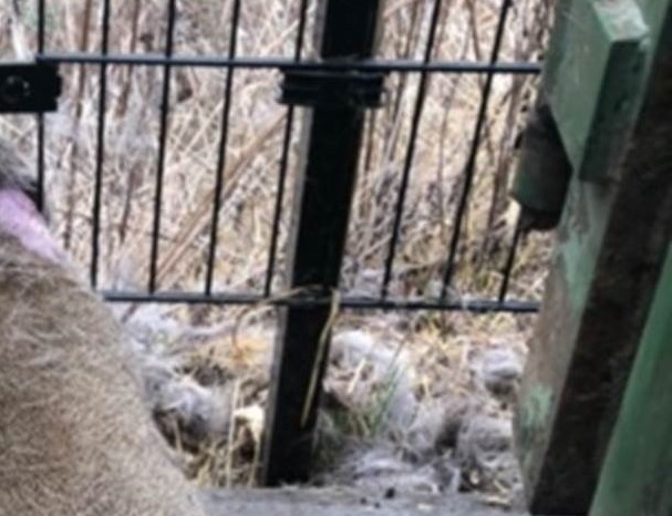 Advarer mod ‘dødsfælder’: Tjek din have