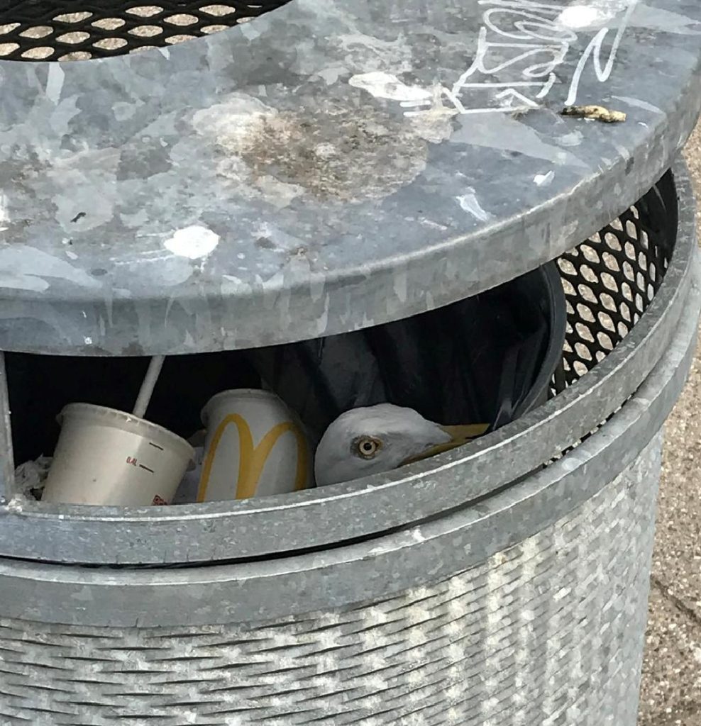 Sulten McDonalds-fan bringer sig selv i problemer