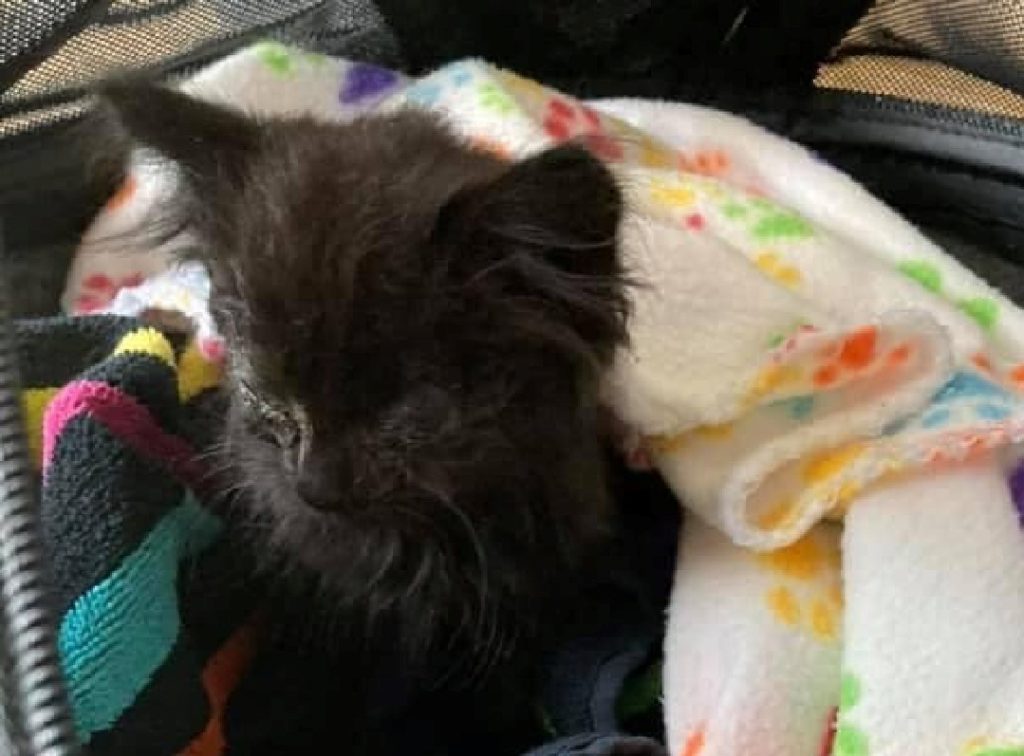 Fundet alene ved trafikeret vej: Kunne ikke åbne øjnene