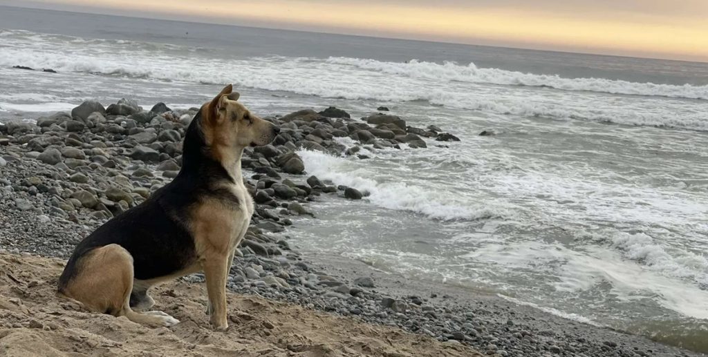 Hjerteskærende historie: Hund ventede forgæves på ejer, som forsvandt til søs