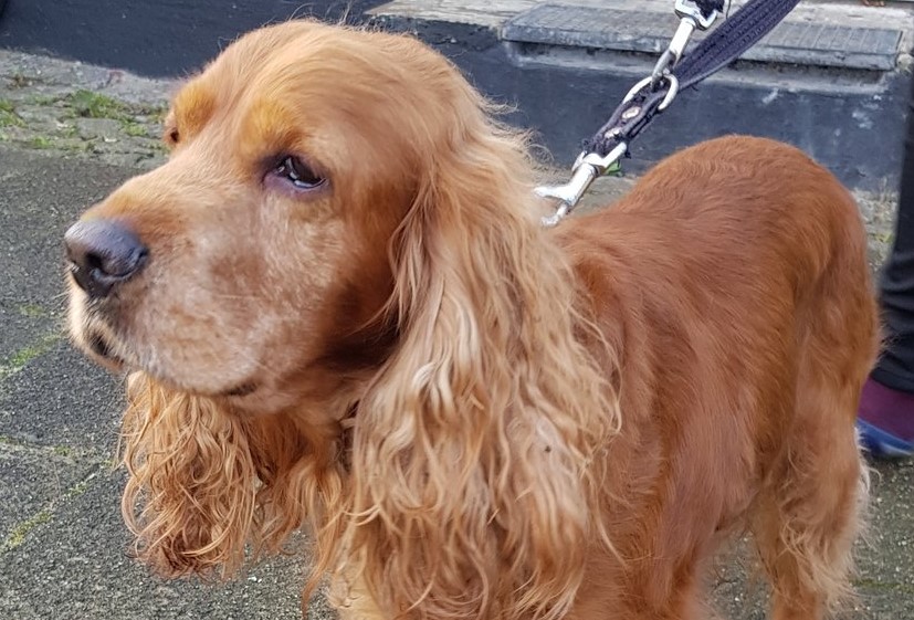 Brun og ret glad cockerspaniel søger sine ejere: Ved du, hvor han hører til?