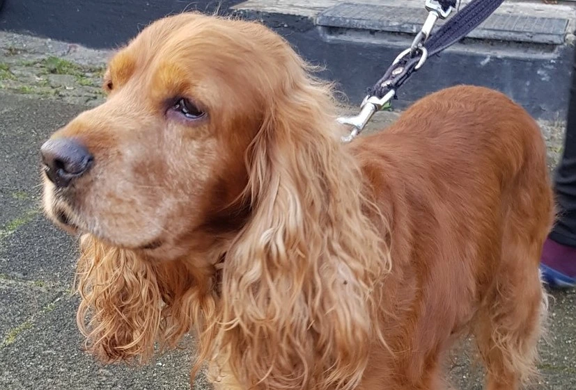 Brun og ret glad cockerspaniel søger sine ejere: Ved du, hvor han hører til?
