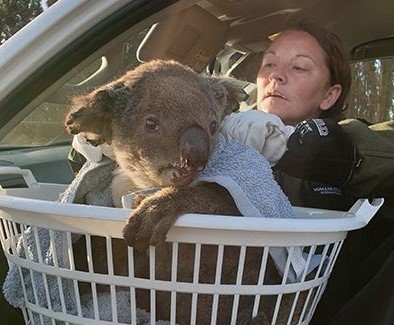 Dansk butikskæde donerer 4,7 millioner til akut nødhjælp til dyr i Australien