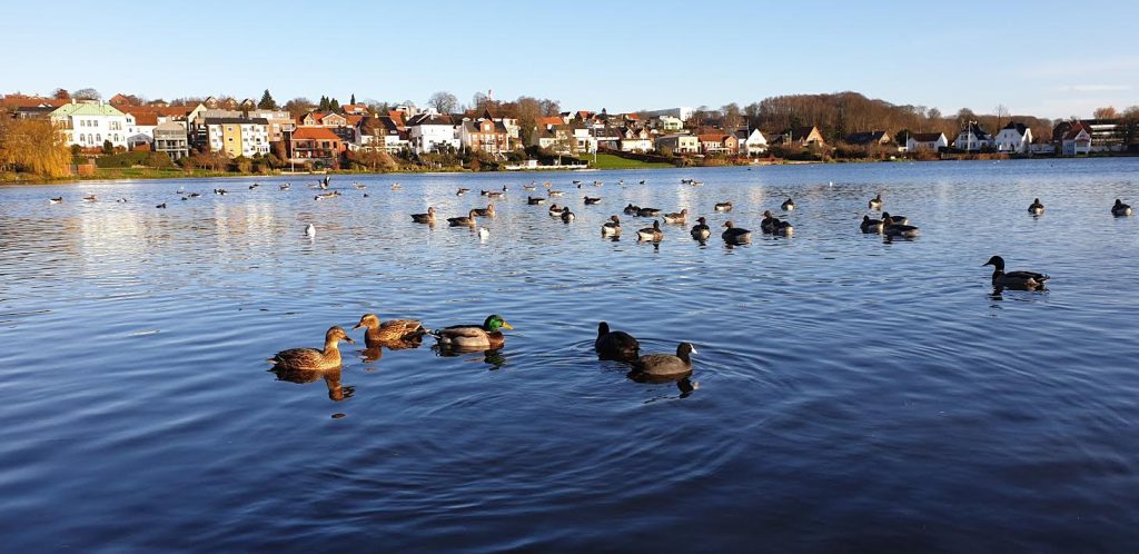 Lad være med at fodre ænderne i Slotssøen