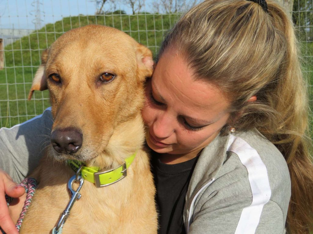 Boede bag i beskidt gammel bil: Labrador-huskyen Ayoe blev brugt som hvalpefabrik