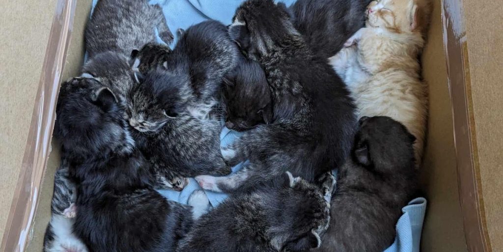 Hjerteskærende fund i skov: 12 kattekillinger i en papkasse