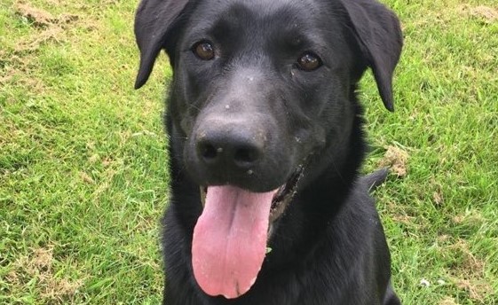 Familie efterlyser sort labrador: Hun er meget savnet