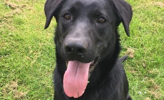 Familie efterlyser sort labrador: Hun er meget savnet