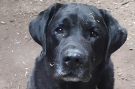 Sort labrador fundet på gaden: Kender du en, der savner sin hund?