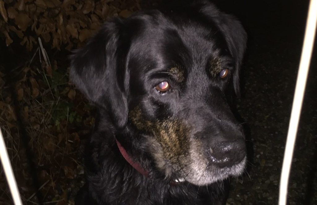 Hanhund med rødt halsbånd fundet alene i skov: Ejer efterlyses