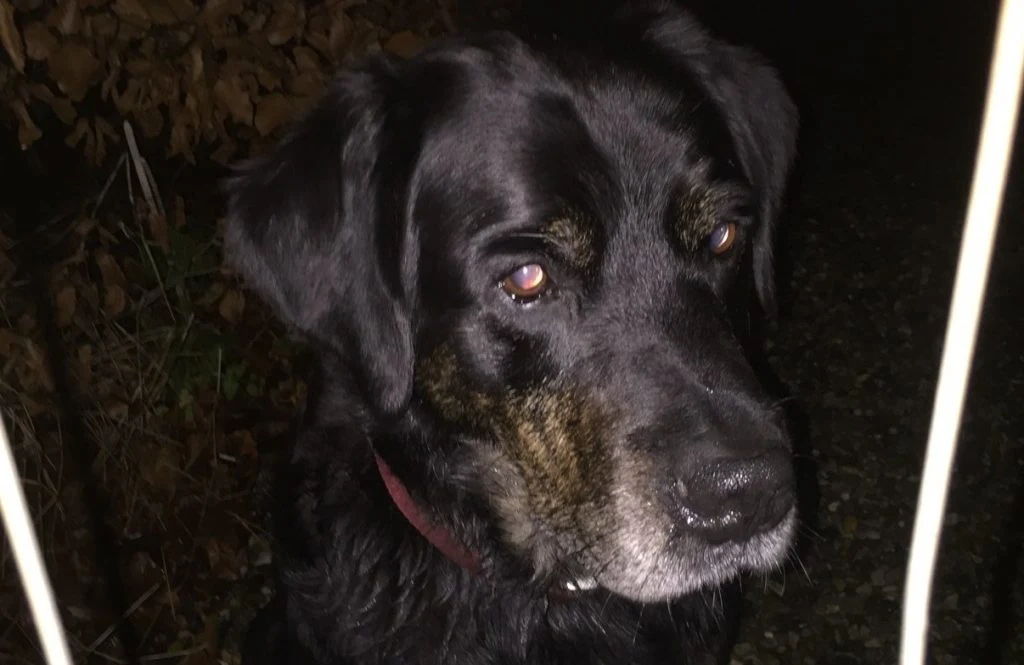 Hanhund med rødt halsbånd fundet alene i skov: Ejer efterlyses