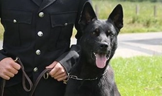 Politihund finder forsvunden mor og baby på første arbejdsdag
