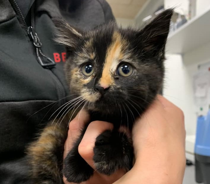 Pludseligt ruller bilen vinduet ned – og kaster killinger ud på vejen