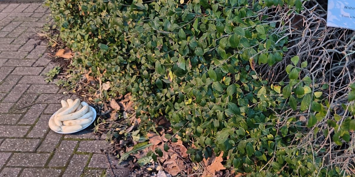 Lokalt mysterium: Ukendt person efterlader tallerken med skrællede bananer hver måned