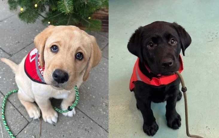 Fængsel får nye indsatte: Hundehvalpene Luna og Carlo skal hjælpe med dette