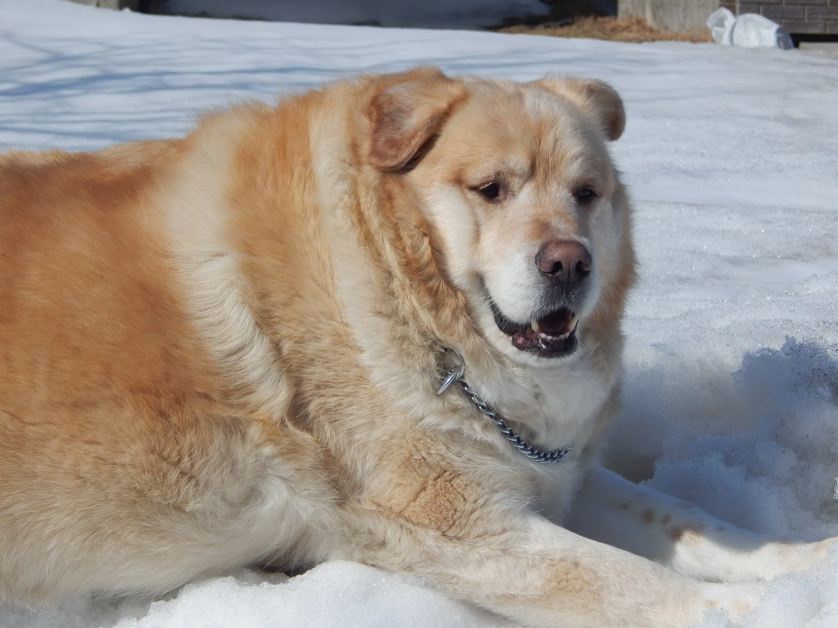 Hunden Kai skulle aflives: Det ville dyrlægen ikke tillade