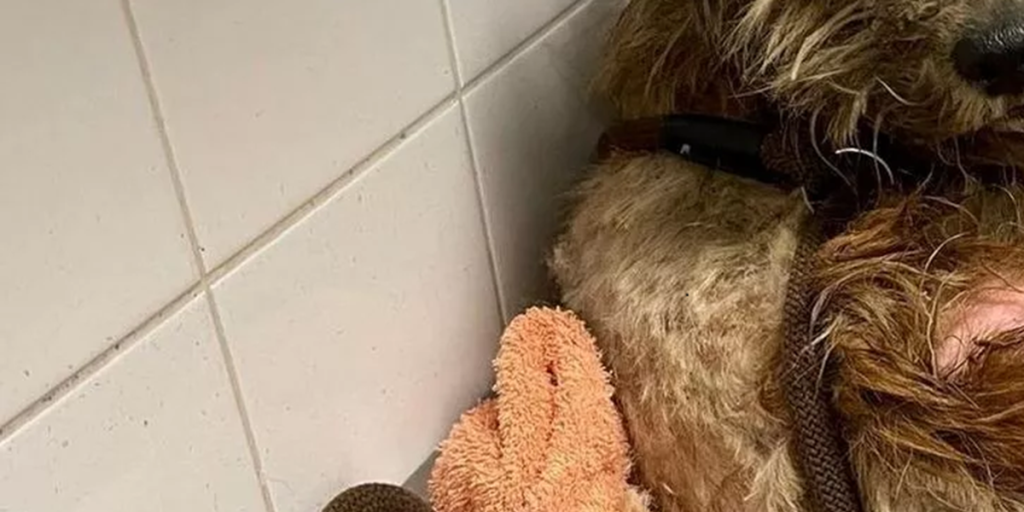 Forsømt hund efterladt udenfor internat, gennemgår vild forvandling: Se billederne her