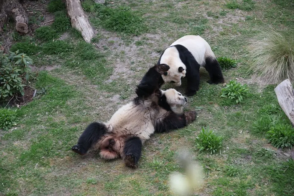 København Zoo med trist meddelelse: “Svigtede igen”