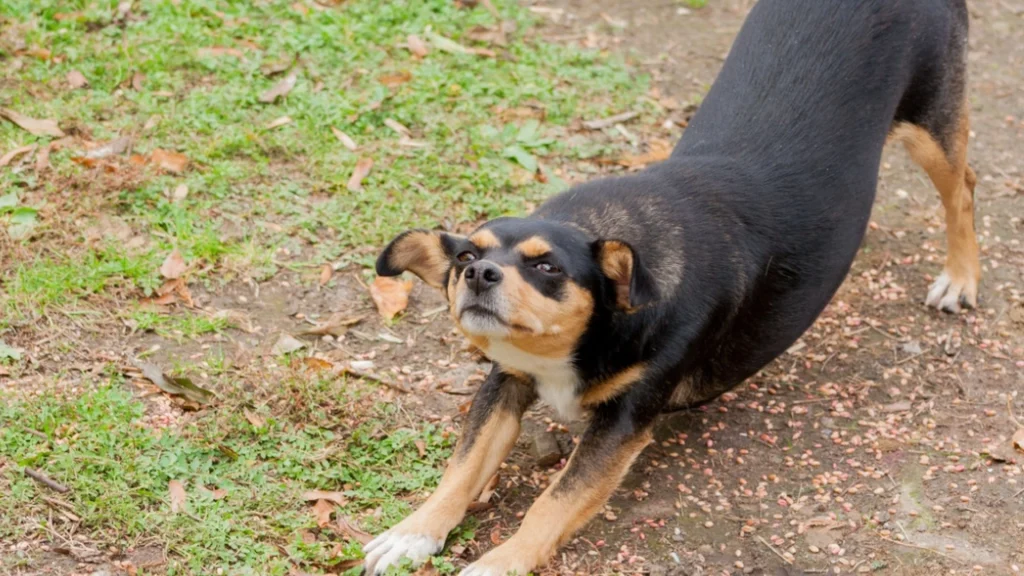 Strækker din hund ud foran dig? Så prøver den at fortælle dig dette